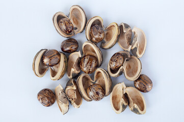 Rubber seed isolated on white background 
