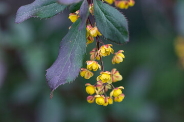 Bright yellow flowers of barberry