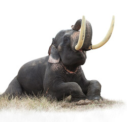 thai elephant in action show