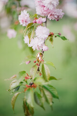 Wedding rings for a happy bride and groom at a ceremony