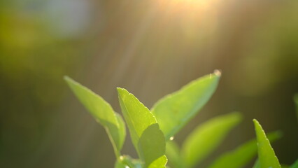 Obraz na płótnie Canvas green leaves in the sun