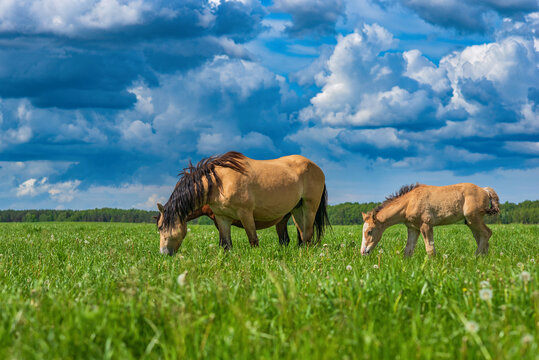 A horse grazes on the field. Photographed against the sky and clouds.