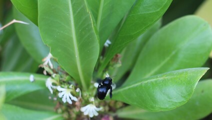 Honeybee on a green leaf