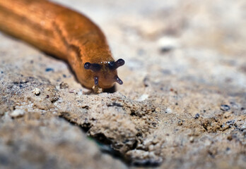 Spanish Slug (Arion vulgaris) crawling in garden soil. Slug close-up.