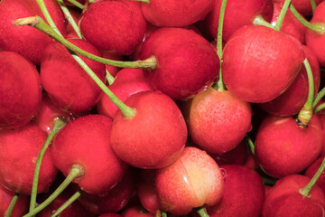 A handful of red cherries closeup