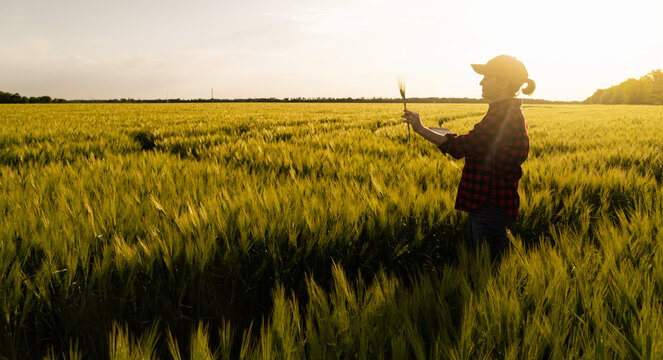 Farmer With Digital Tablet On A Rye Field. Smart Farming And Digital Transformation In Agriculture.	