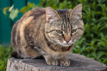 Multi-colored cat sitting on a wooden hemp