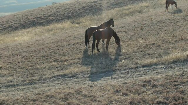 aerial survey of a horse on a hillside on a sunny autumn day at sunset