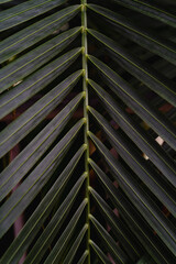 Obraz premium Natural green background. part of beautiful green leaf