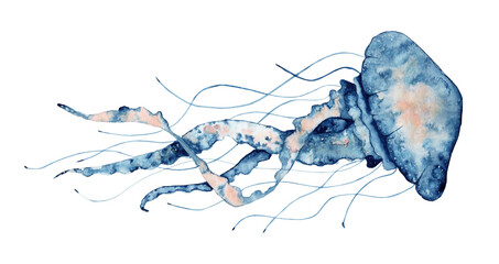 Jellyfish watercolor illustration. Painted medusa isolated on white background, underwater wildlife. © EvgeniiasArt