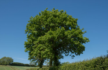 Fototapeta na wymiar Spring Foliage of a Common English Oak Tree (Quercus robur) Growing in a Hedgerow on the Edge of a Field in Rural Devon Countryside, England, UK