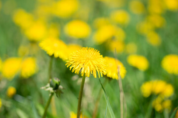Single yellow dandelion flower bloom in the green field at spring. Yellow dandelion background