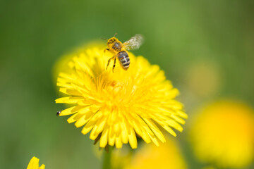 Honey bee in flight landing on yellow dandelion