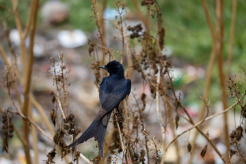 Alone Bird Sitting on Tree