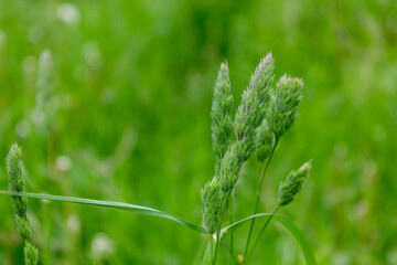 Spikelet of field grass