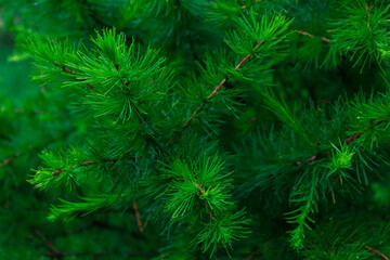 Fototapeta na wymiar Young shoots of pine