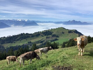 Obraz premium cows in the Swiss mountains