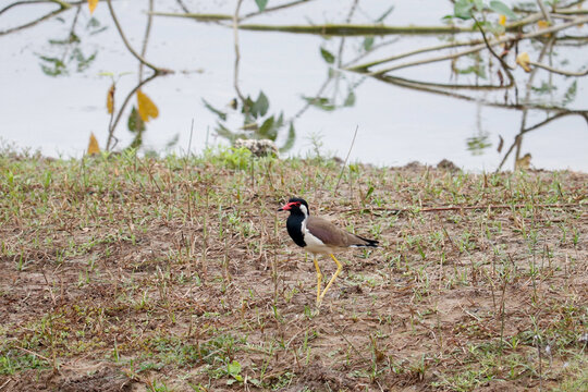 red winged blackbird