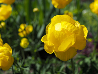 Obraz premium Trollius europaeus, beautiful yellow globeflowers in a garden in summer.