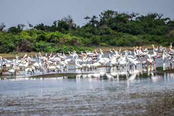 flock of pelicans, greater stork in the sea 