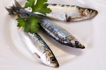 plate of fresh sardines with parsley on the plate