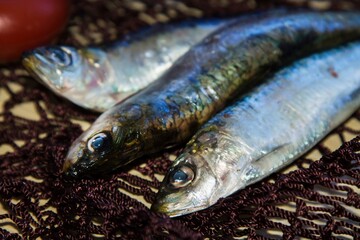 fresh sardines in the fisherman's net