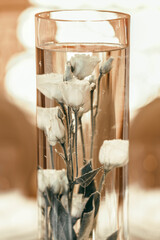 white rose immersed in water. glass bulb with a flower