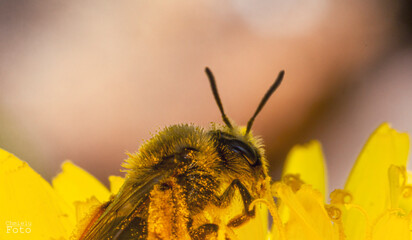 pszczoła siedząca na mleczyku © Chmiel_Photo