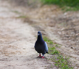 a lone pigeon walks along the path