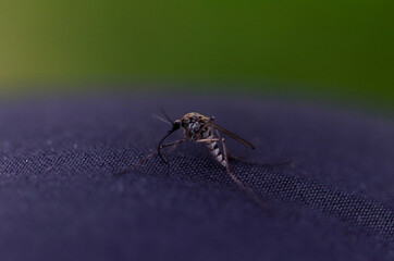 Close-up of a mosquito with a curved sting