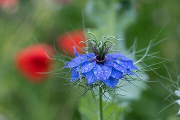 Jungfer im Grünen mit Morgentau