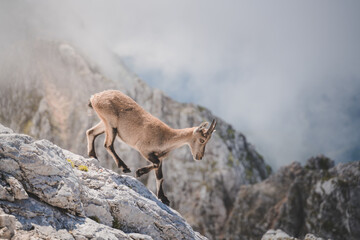 Wild isolated ibex standing on rocky mountain edge cliff, foggy weather, ibex in the clouds, Altopiano Del Montasio, Italy