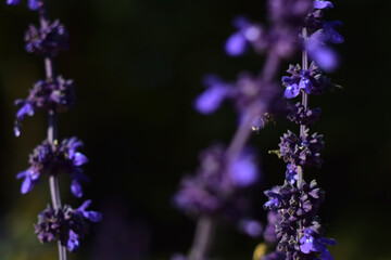 Lavender Catmint flowers and Bumble Bee
