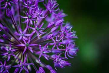 Allium (Allium Giganteum) in the garden. Shallow depth of field.