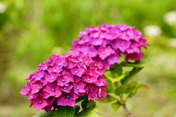 田園地帯に咲く鮮やかな紫陽花の花
