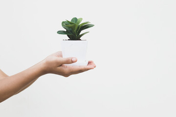 Hand and plant isolated on white background. Earth Day In the hands of trees growing seedlings.
