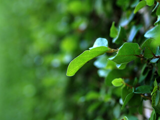 Closeup nature view of green leaf.