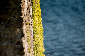 textur naturale di muschio muro e acqua