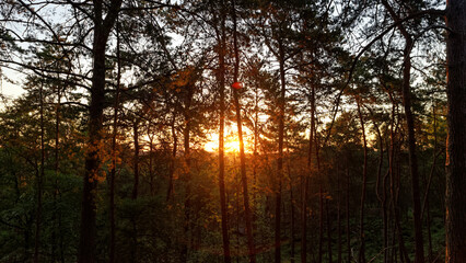 Sunrise in the Fontainebleau forest