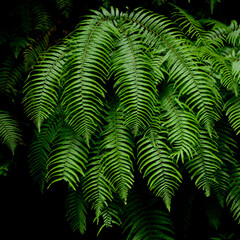 Fototapeta na wymiar Intense green lush foliage of a graphical fern. Shot with a Nikon in Japan. 