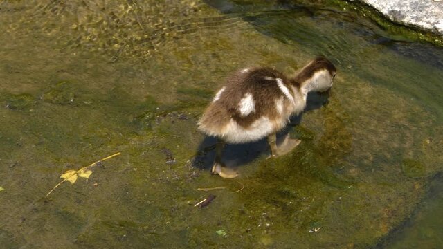 Close up of a young egyptian goose chick playing in water.