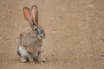 A nervous Scrub Hare listening and watching for danger in a road in Kruger, South Africa with bokeh