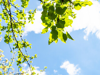 Obraz premium spring in city - fresh green leaves of apple tree illuminated by sun in urban garden and blue sky with white clouds on background on sunny day (focus on the lower leaves in center )