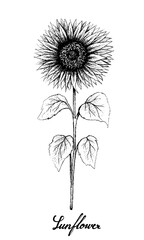 Illustration of Hand Drawn Sketch Bright and Beautiful Sunflowers in Tight Bundle Isolated on A White Background.
