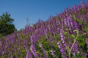 Obraz premium summer, day, nature, landscape, walk, overgrown, slopes, motley grass, lilac, flowers, mouse, peas, tree, young, growth, sky, light, shadow