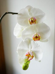 Orchidée Blanche