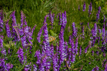 Obraz premium summer, day, nature, landscape, walk, motley grass, lilac, flowers, mouse, peas, growth, light, shadow, bright, colors, inflorescences, stems, green, foliage, beauty, mottled, butterfly