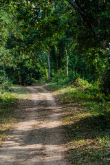 Fototapeta na wymiar Dirt road surrounded by trees and grassland in Kaziranga National Park, India. 