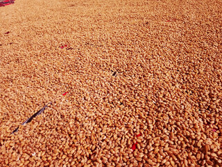 wheat grains are placed to get dry in sunlight