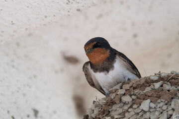 Barn swallow nesting in Ayusawa Parking Area of Tomei HIghway